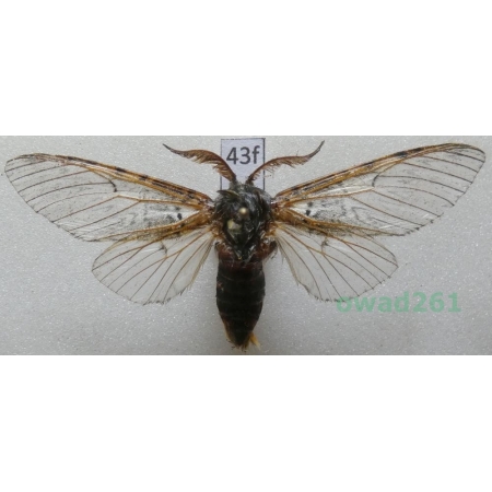 Cerura vinula (Linnaeus, 1758) Poland43f
